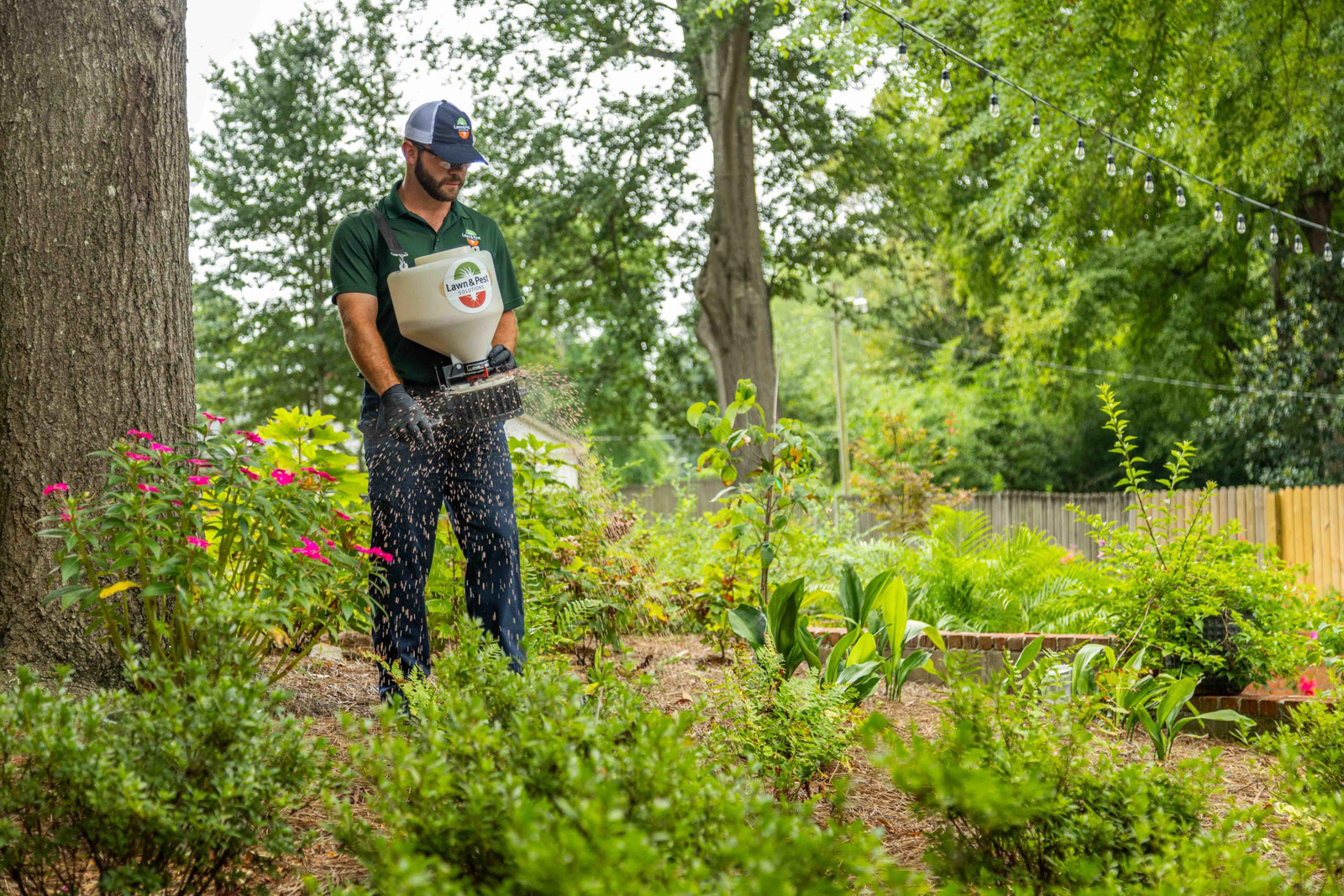 Trees & Shrubs Turning Brown? How Plant Health Care Restores Drought ...