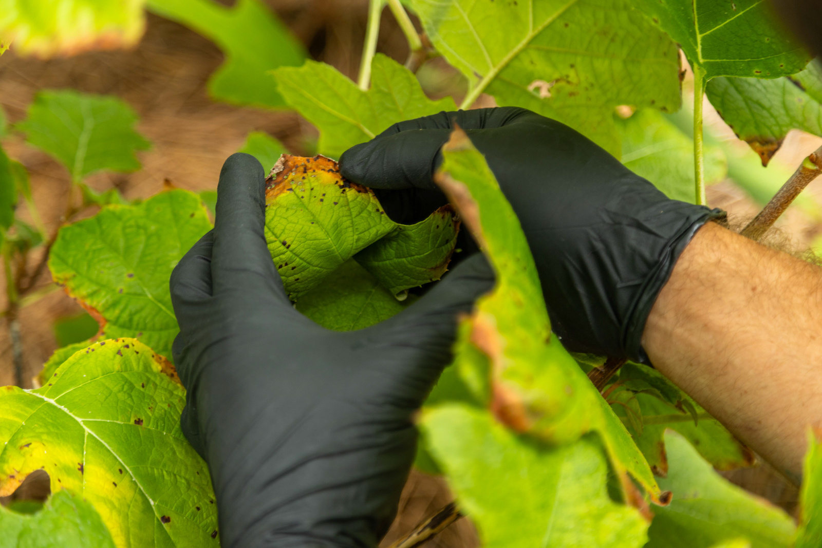 plant health care technician inspection shrub leaf detail leaf damage