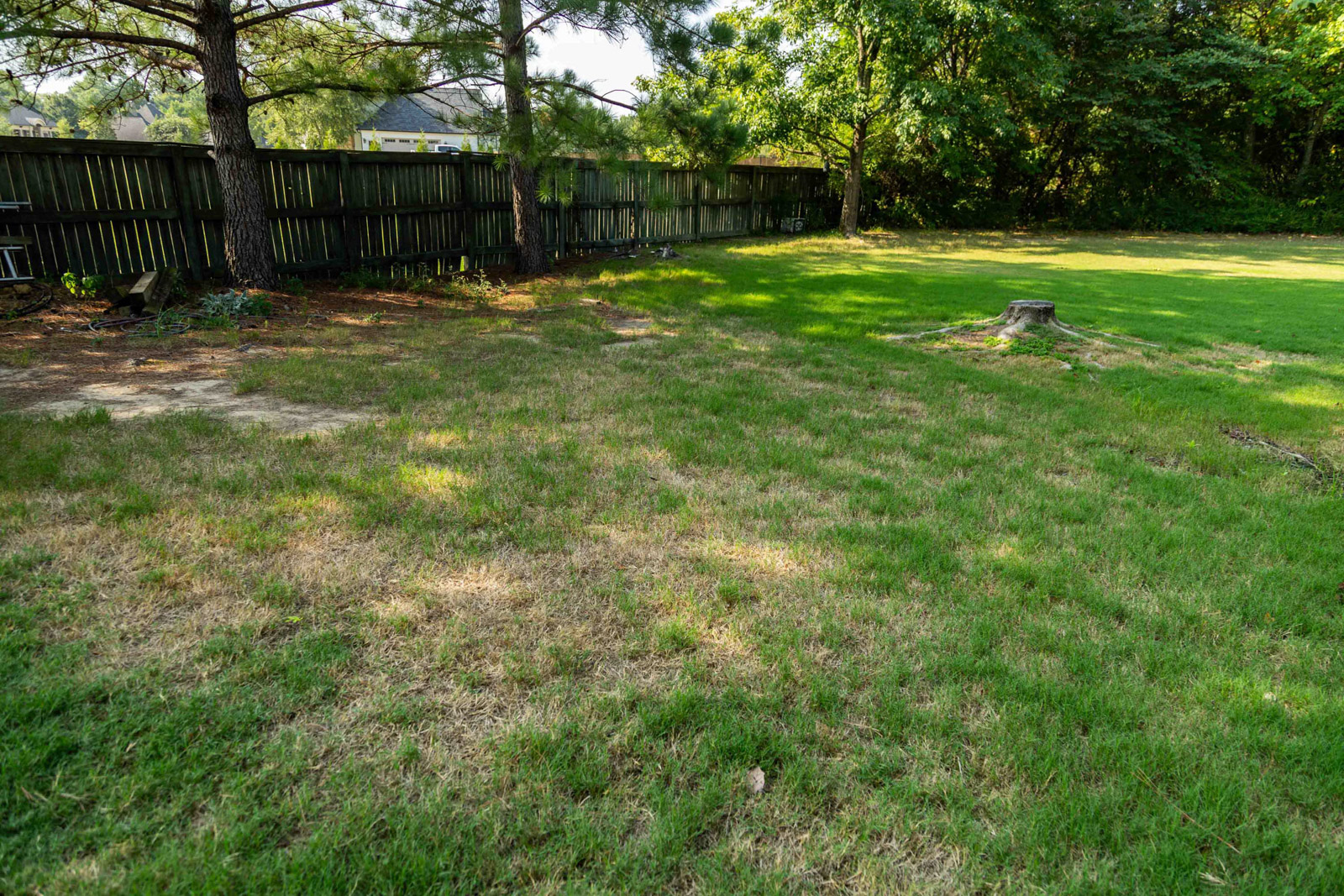thin lawn dead patch brown grass-1