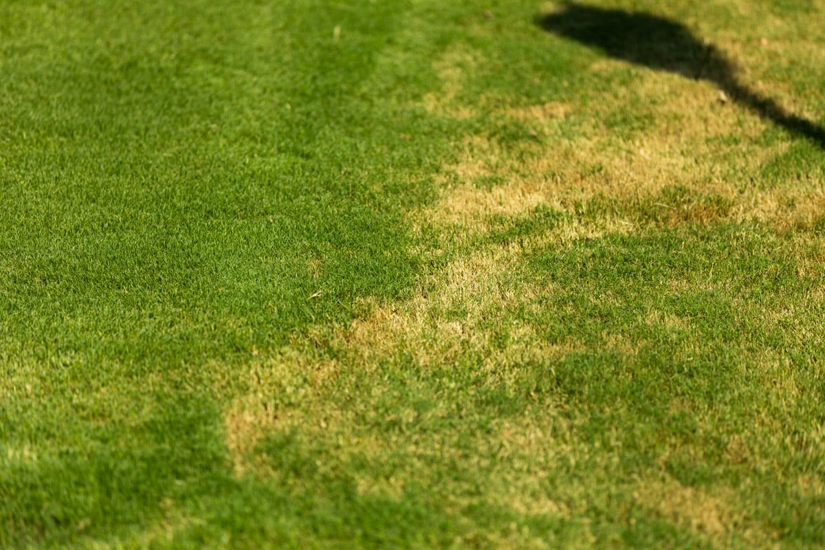 lawn care turf close up grass yard turf disease yellow grass