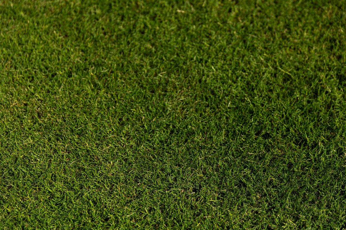 lawn care turf close up grass yard