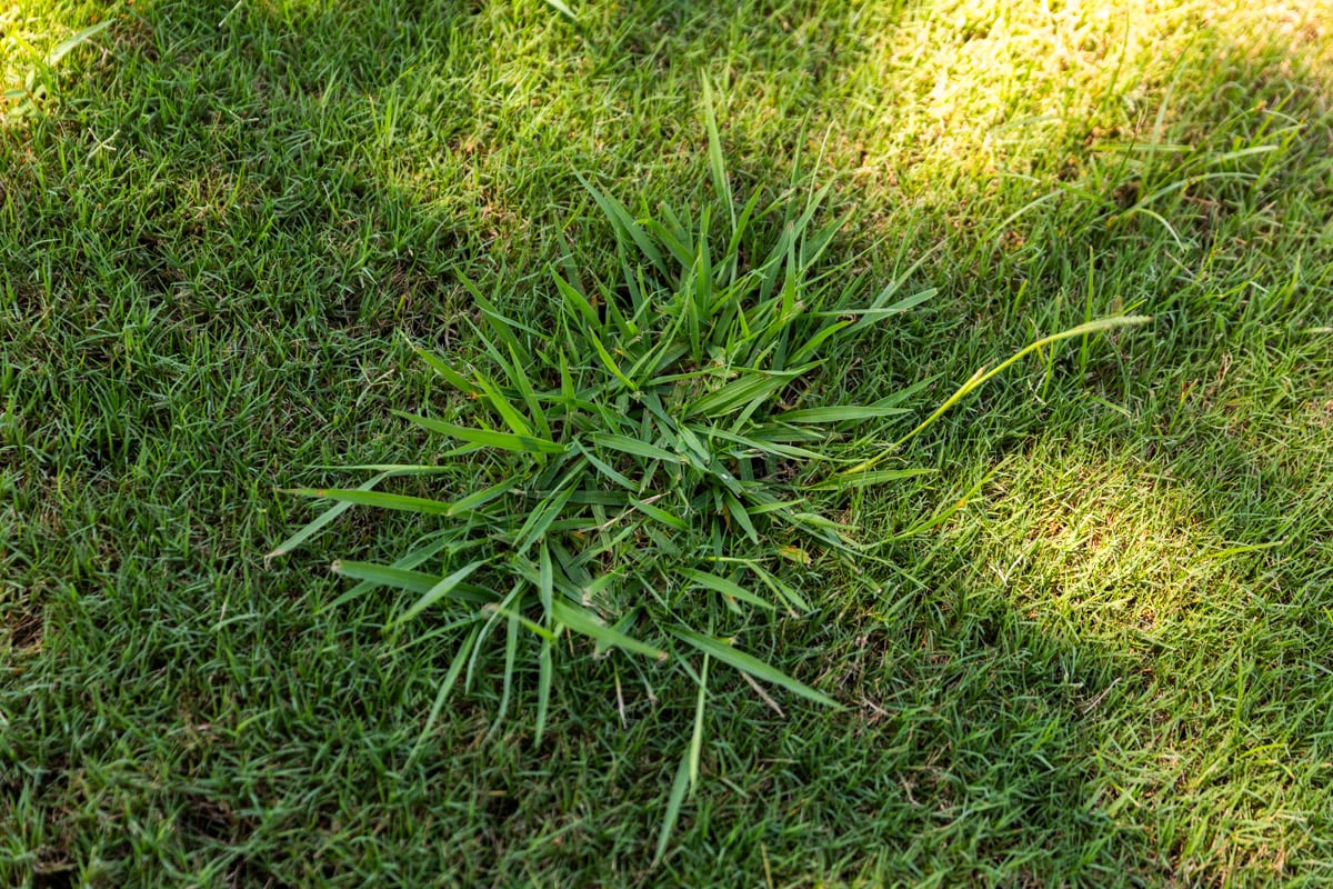 lawn weeds crabgrass in yard