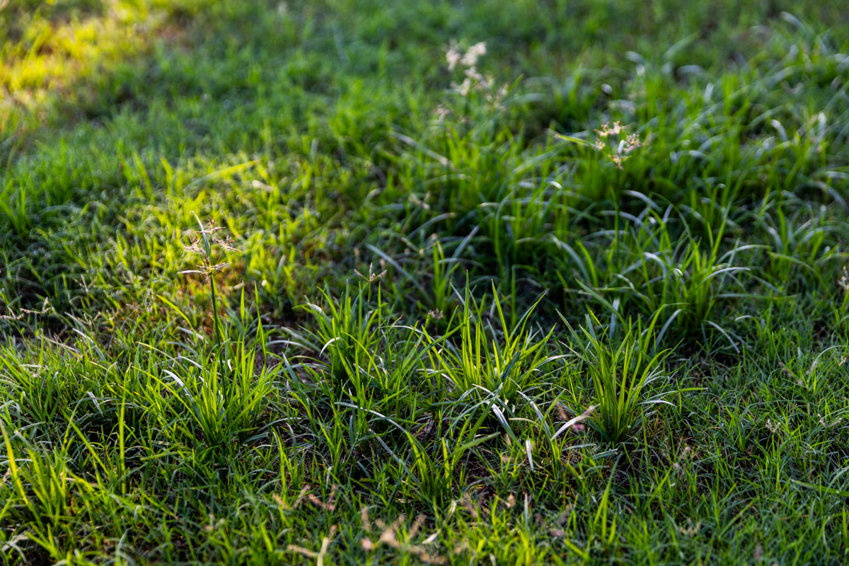 lawn weeds lawn care thin grass 3