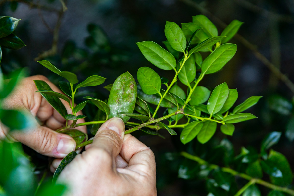 plant health care plant disease evergreen