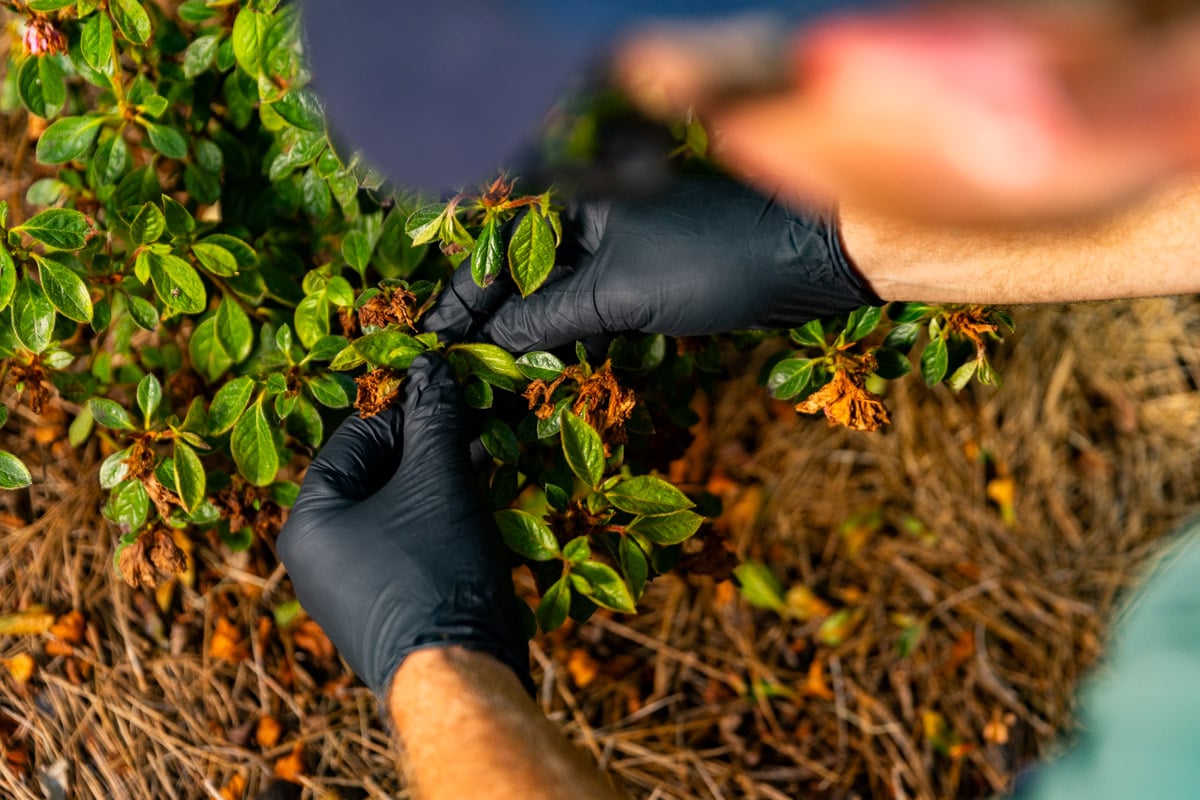 plant health care technician inspecting planting bed shrubs 4