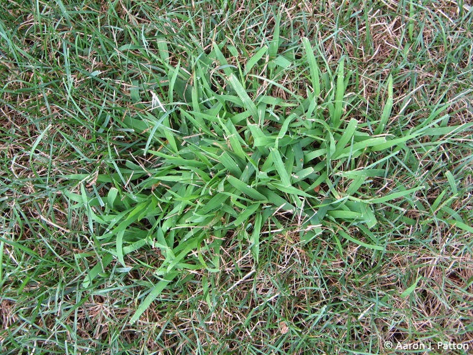 large crabgrass