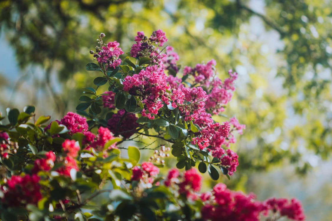 crape myrtle tree