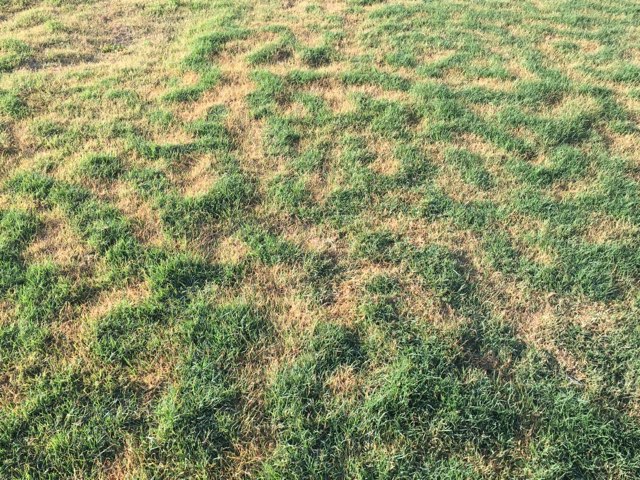 leopard print grass lawn